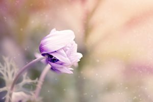 anemone, flower, plant