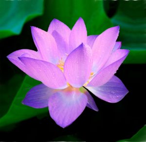 lotus, flower, nymphaea caerulea