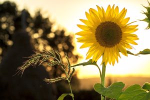 sunflower, flower, plant