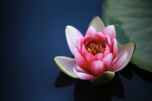 water lilies, lotus, pond